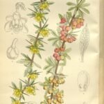Berberis wilsoniae plant met groene bladeren en rode bessen.