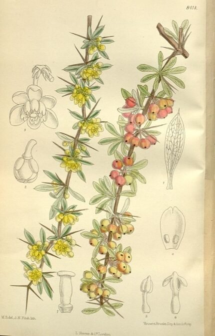 Berberis wilsoniae plant met groene bladeren en rode bessen.