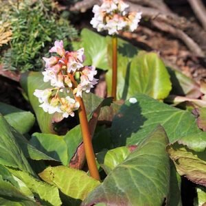 Bergenia 'Baby Doll' bloemen in roze en wit.