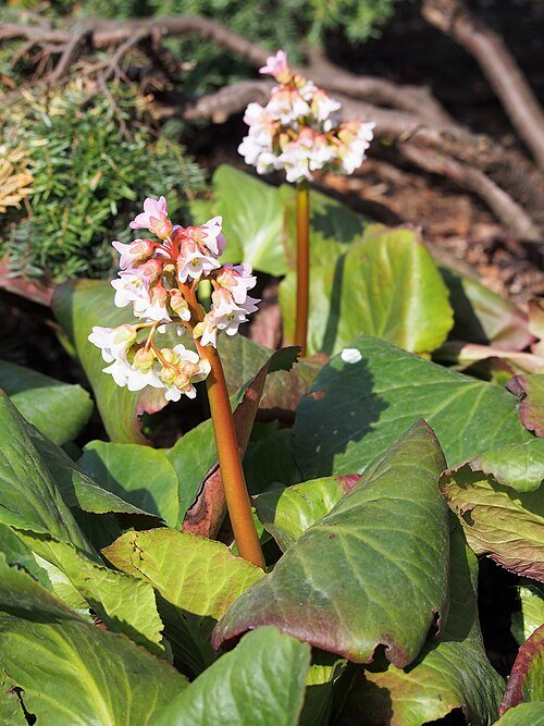 Bergenia 'Baby Doll' bloemen in roze en wit.