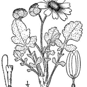 Yellow Berlandiera lyrata flower blooming on green leaves.