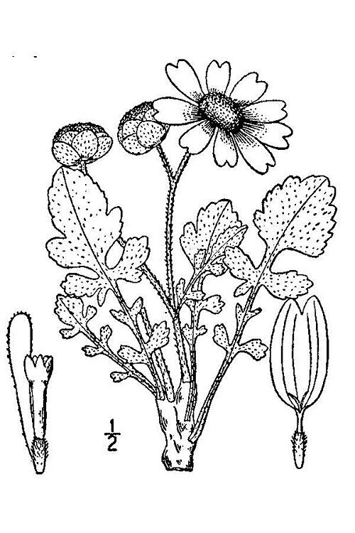 Yellow Berlandiera lyrata flower blooming on green leaves.