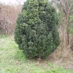 Bloeiende Cassine laneana plant met olijfhouten bladeren.