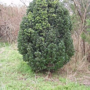 Bloeiende Cassine laneana plant met olijfhouten bladeren.