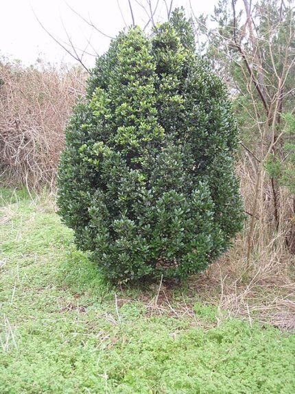 Bloeiende Cassine laneana plant met olijfhouten bladeren.