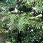 Glanzende groene bladeren van Dicksonia fibrosa in botanische tuin.