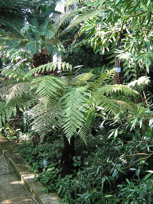 Glanzende groene bladeren van Dicksonia fibrosa in botanische tuin.