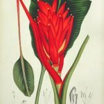 Rode Musa coccinea plant in schaduwrijke omgeving.