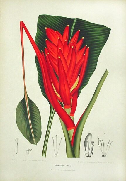 Rode Musa coccinea plant in schaduwrijke omgeving.