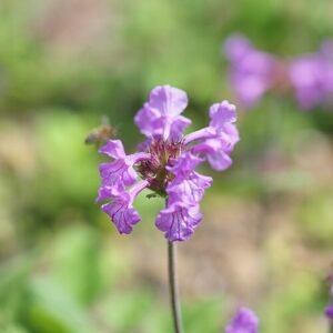 Betonica macrantha bloem in felroze tinten met groen blad.
