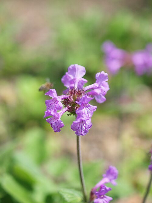 Betonica macrantha bloem in felroze tinten met groen blad.