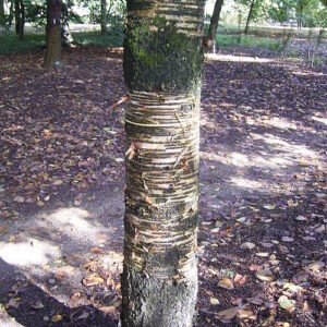 Grootbladige berk boom met witte schors en groene bladeren.