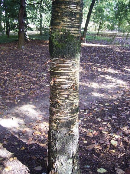 Grootbladige berk boom met witte schors en groene bladeren.