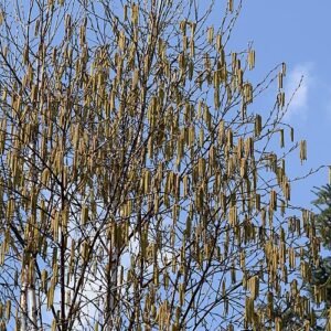 Betula utilis subsp. albosinensis Fascination boom in winterhard schaduw.