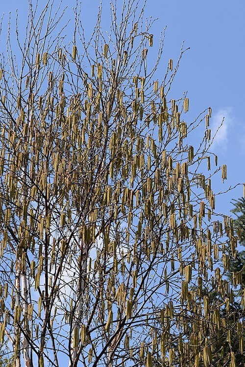 Betula utilis subsp. albosinensis Fascination boom in winterhard schaduw.