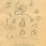 Gongora cassidea orchideeën in vintage botanische illustratie.