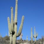 Majestueuze Saguaro cactus in woestijnlandschap met blauwe lucht.