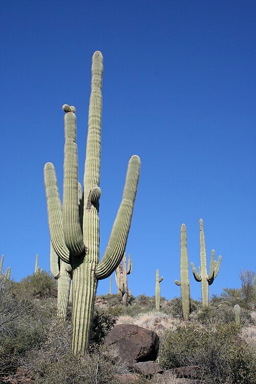 Majestueuze Saguaro cactus in woestijnlandschap met blauwe lucht.
