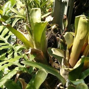 Stekelige bladeren en rode bloemen van Billbergia horrida plant.
