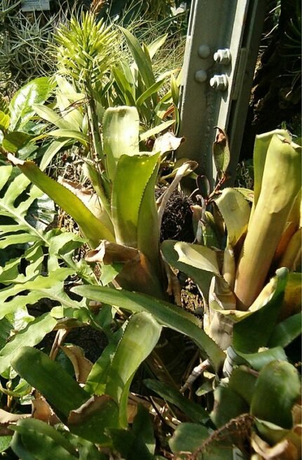 Stekelige bladeren en rode bloemen van Billbergia horrida plant.