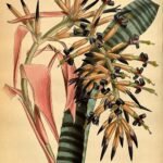 Billbergia vittata plant met lange, smalle groene bladeren met witte strepen en een cluster roze bloemen.