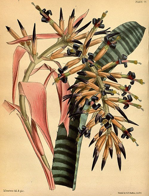 Billbergia vittata plant met lange, smalle groene bladeren met witte strepen en een cluster roze bloemen.