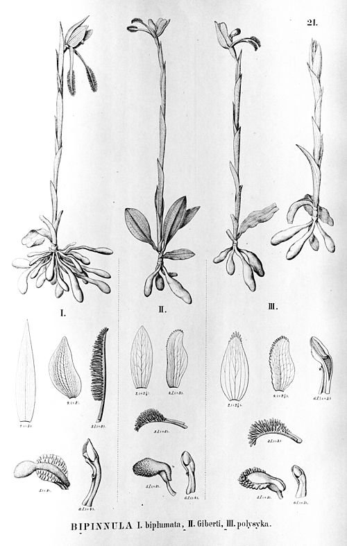 Bipinnula bloemen in verschillende kleuren en structuren.