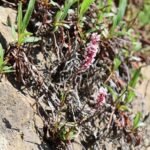 Bistorta affinis plant met roze bloemen en groen blad.