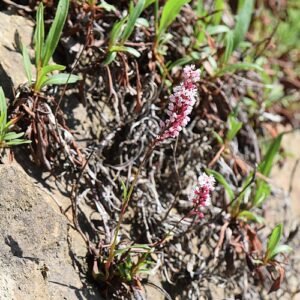 Bistorta affinis plant met roze bloemen en groen blad.