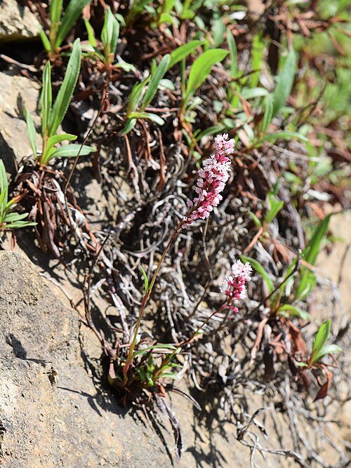 Bistorta affinis plant met roze bloemen en groen blad.