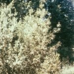 Glomerella cingulata, vrucht aangetast door bittere rot, met donkere vlekken.