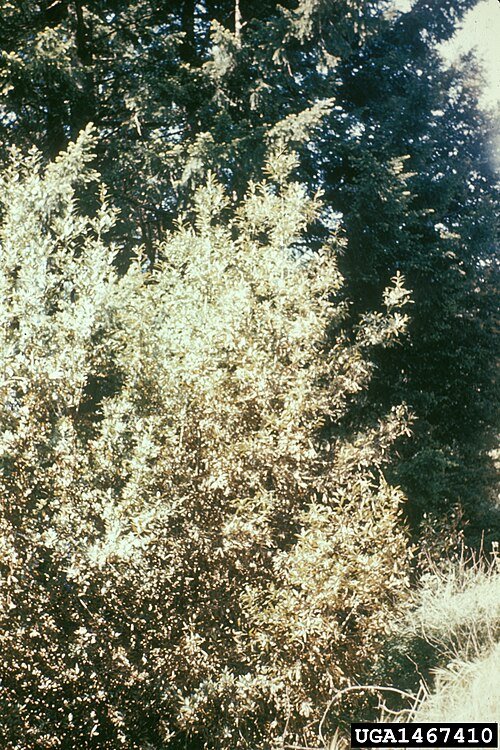 Glomerella cingulata, vrucht aangetast door bittere rot, met donkere vlekken.