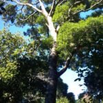 Olea woodiana boom met donkere schors en groen blad in Kaapstadse inheemse bossen.