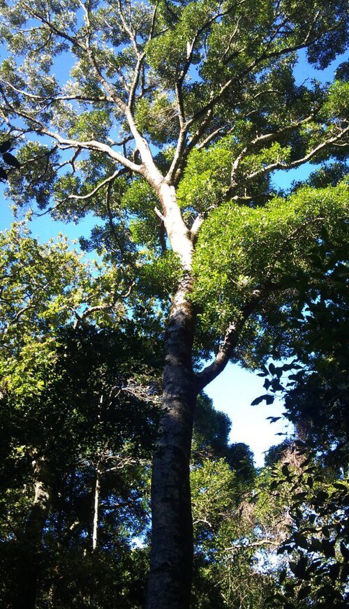 Olea woodiana boom met donkere schors en groen blad in Kaapstadse inheemse bossen.