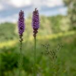 Liatris spicata bloeit in kleigrond onder zonlicht.