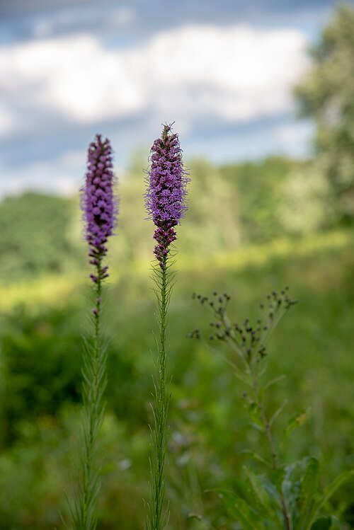 Liatris spicata bloeit in kleigrond onder zonlicht.