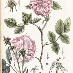 Rosa × damascena