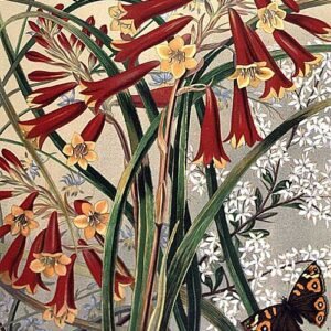 Bursaria spinosa plant met witte bloemen en groen blad in natuurlijke setting.