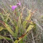 Purple and white Bletia patula orchid flower with green leaves.
