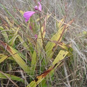 Purple and white Bletia patula orchid flower with green leaves.