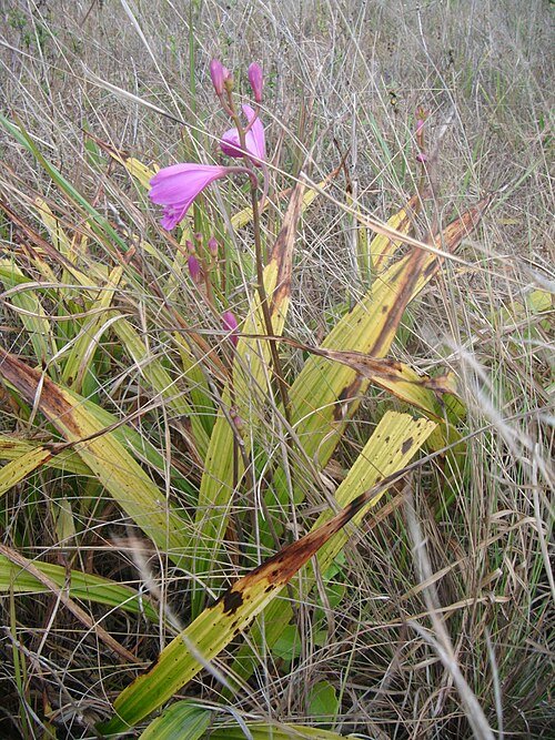 Purple and white Bletia patula orchid flower with green leaves.