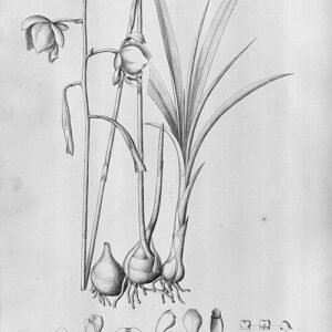 Bletia catenulata orchidee bloem in lila en wit, met groene bladeren.