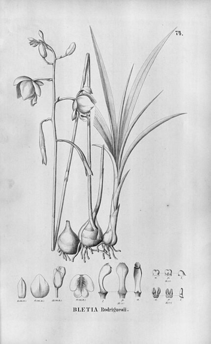 Bletia catenulata orchidee bloem in lila en wit, met groene bladeren.