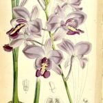 Bletiinae orchideeën met paarse en witte bloemen op groene achtergrond.