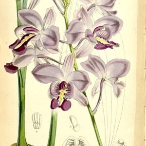 Bletiinae orchideeën met paarse en witte bloemen op groene achtergrond.