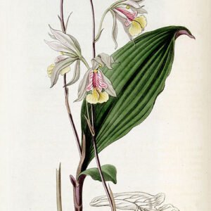 Purple orchid flower with delicate petals and green leaves on botanical illustration.