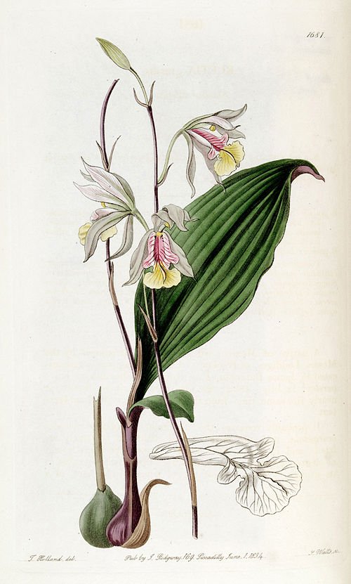 Purple orchid flower with delicate petals and green leaves on botanical illustration.