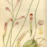 Bletia parkinsonii orchidee bloem in bloei tegen groene bladeren.