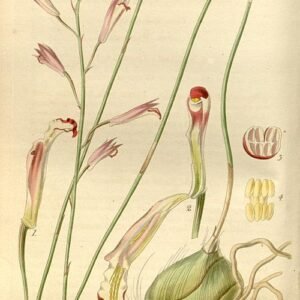 Bletia parkinsonii orchidee bloem in bloei tegen groene bladeren.