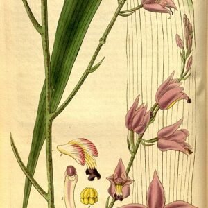 Purple Bletia purpurea orchid in botanical illustration.